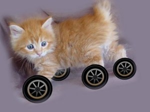 cat on wheels