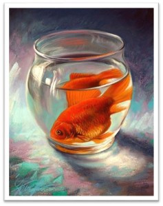goldfish