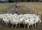 herding sheep